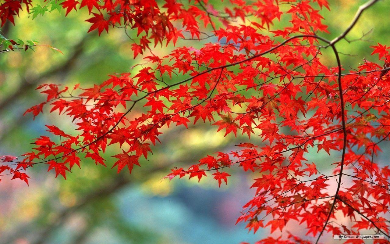 Free Wallpaper Nature wallpaper autumn leaves 2