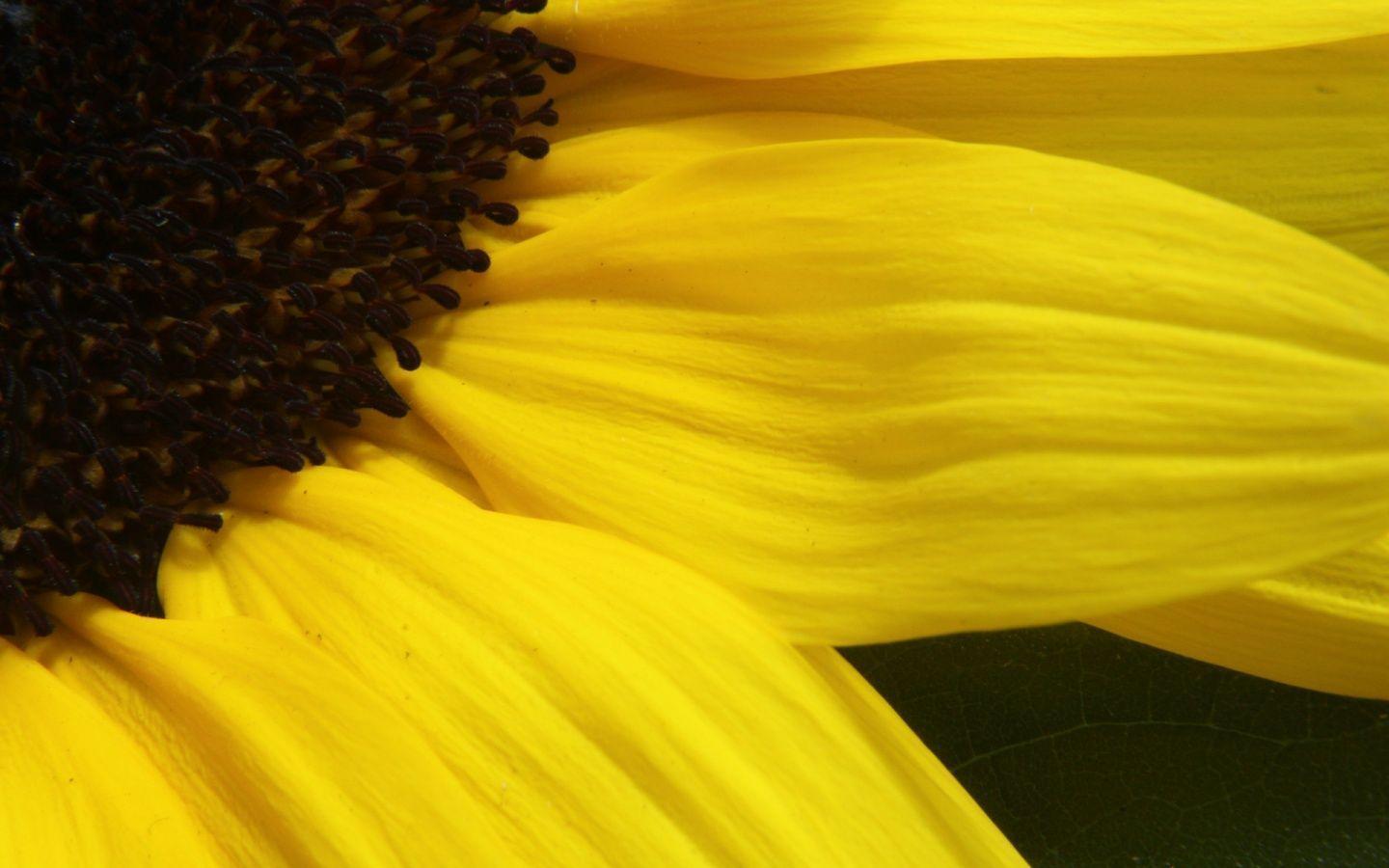 summertime wallpaper 1440x900 Wallpaper