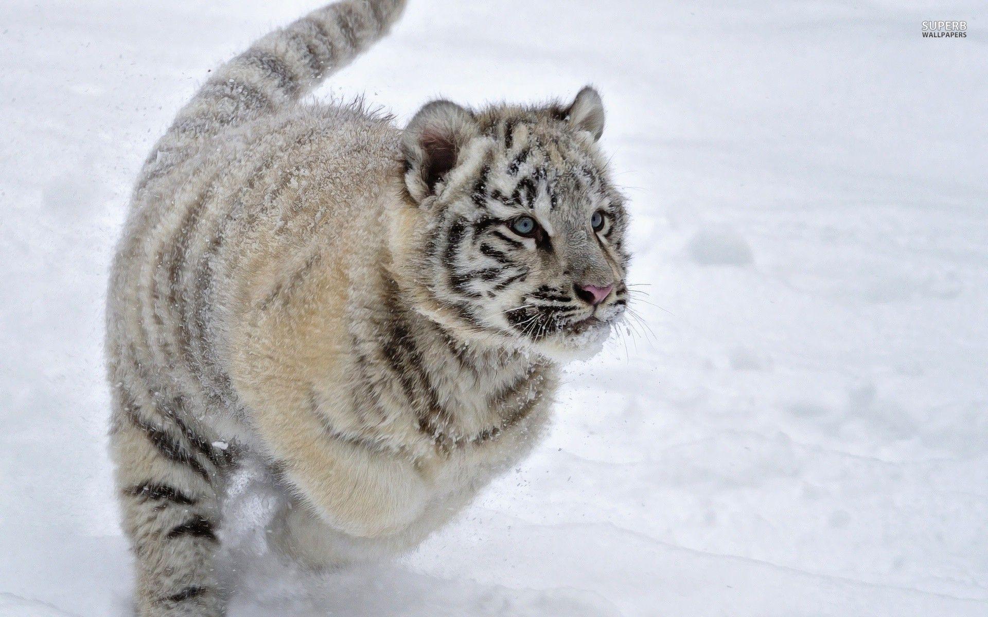 White tiger cub in the snow wallpapers