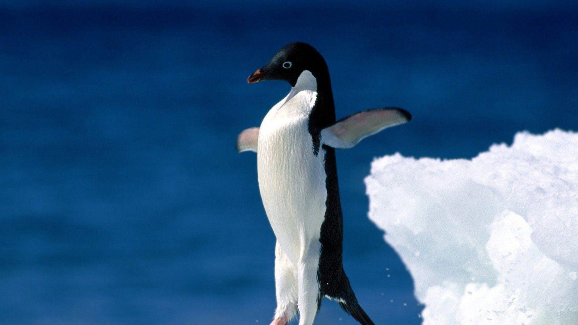 penguin iceberg jump sea wide HD wallpaper