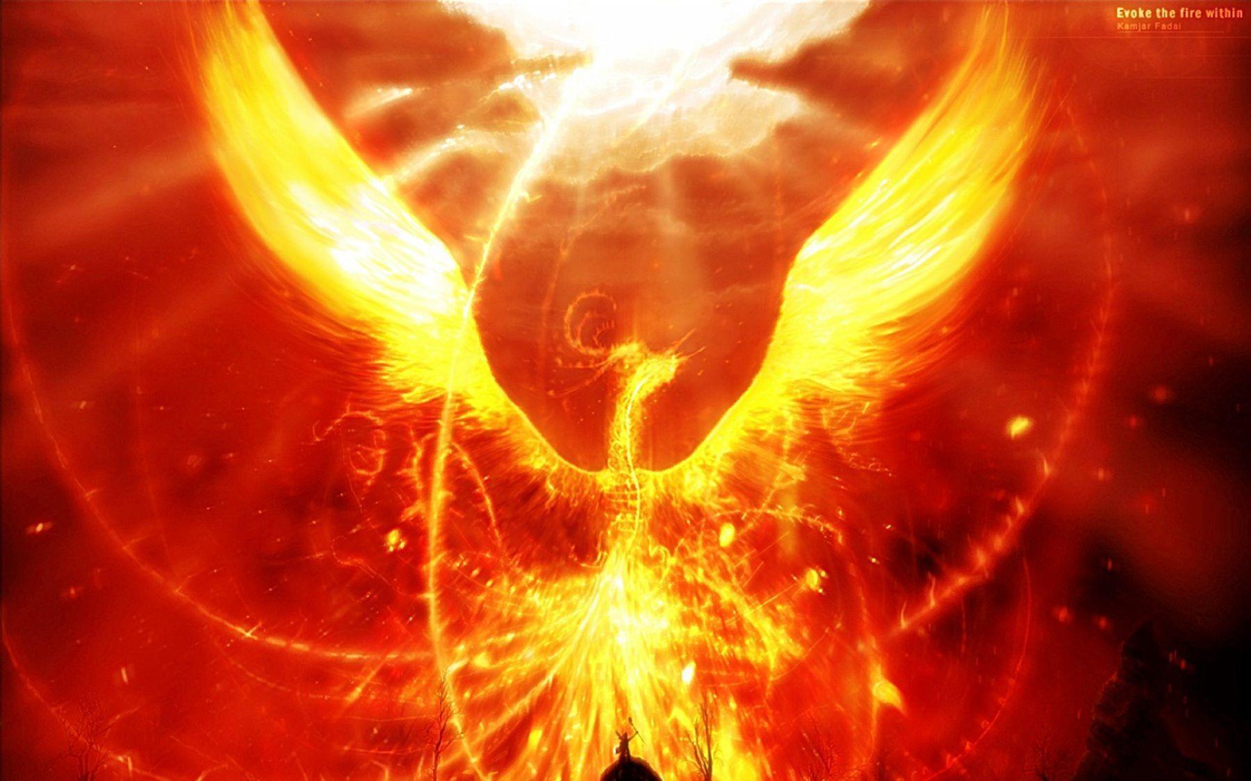 cool phoenix bird wallpaper