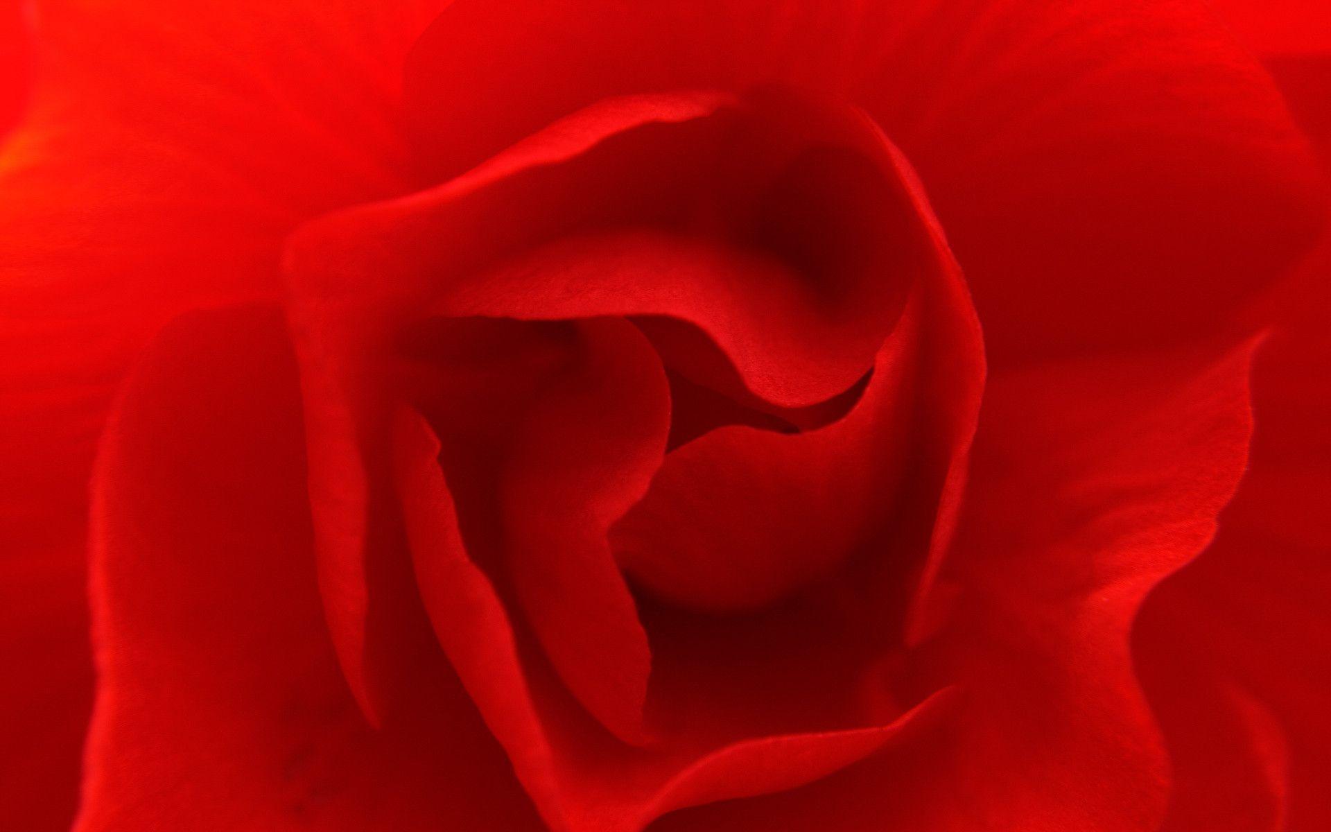 Red Flower Textured Wallpaper 41477 High Resolution. download all