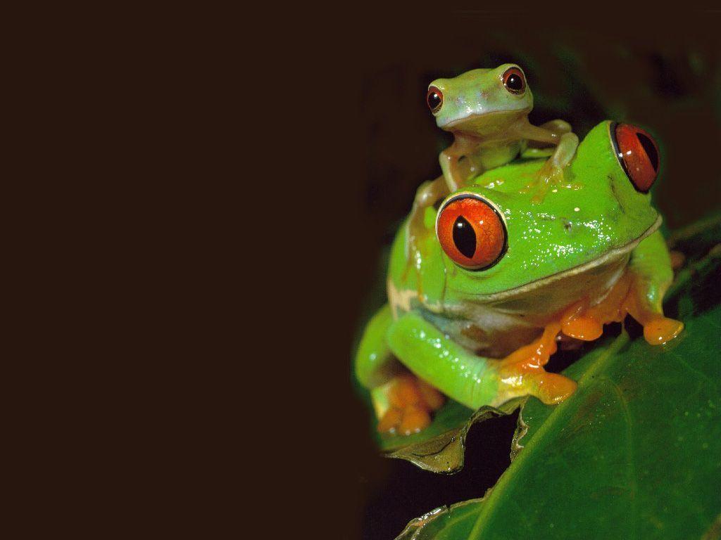 Frog N His Baby, Animals Wallpaper