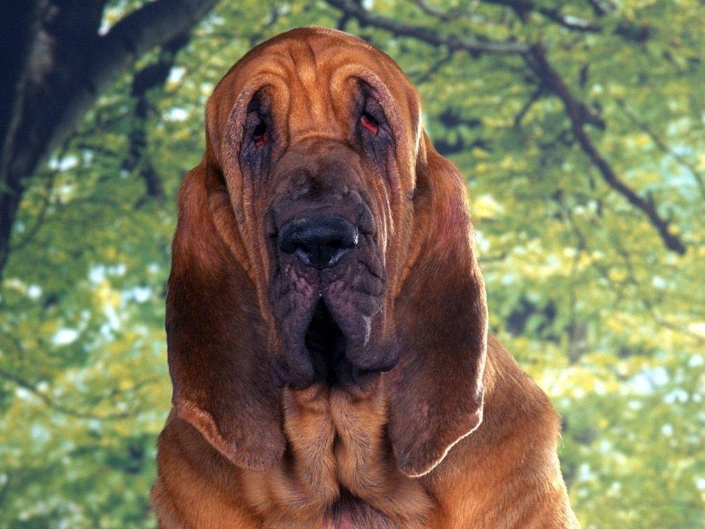 Bloodhound Wallpaper 5078 Image. wallgraf