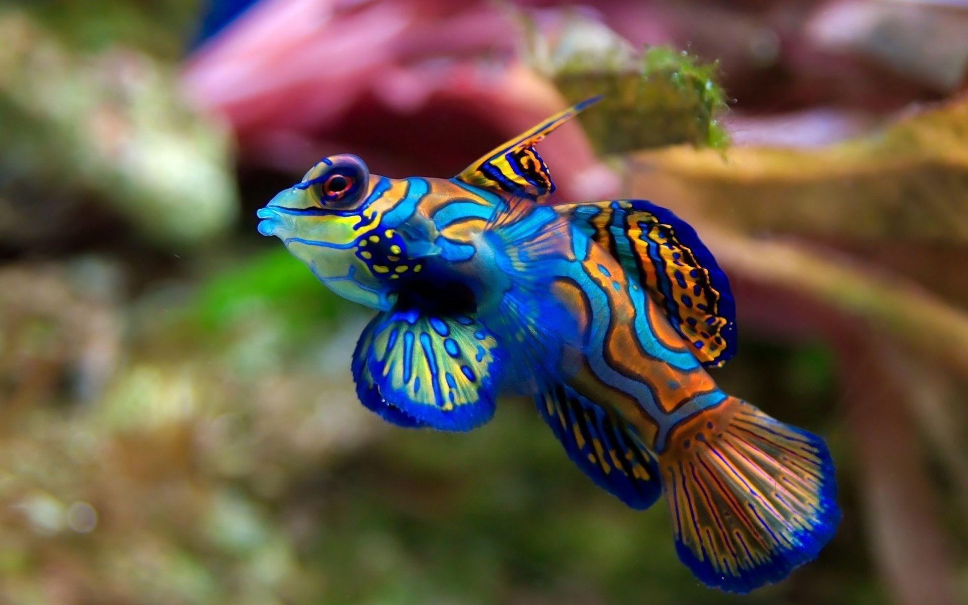 Animals For > Cool Fish Background