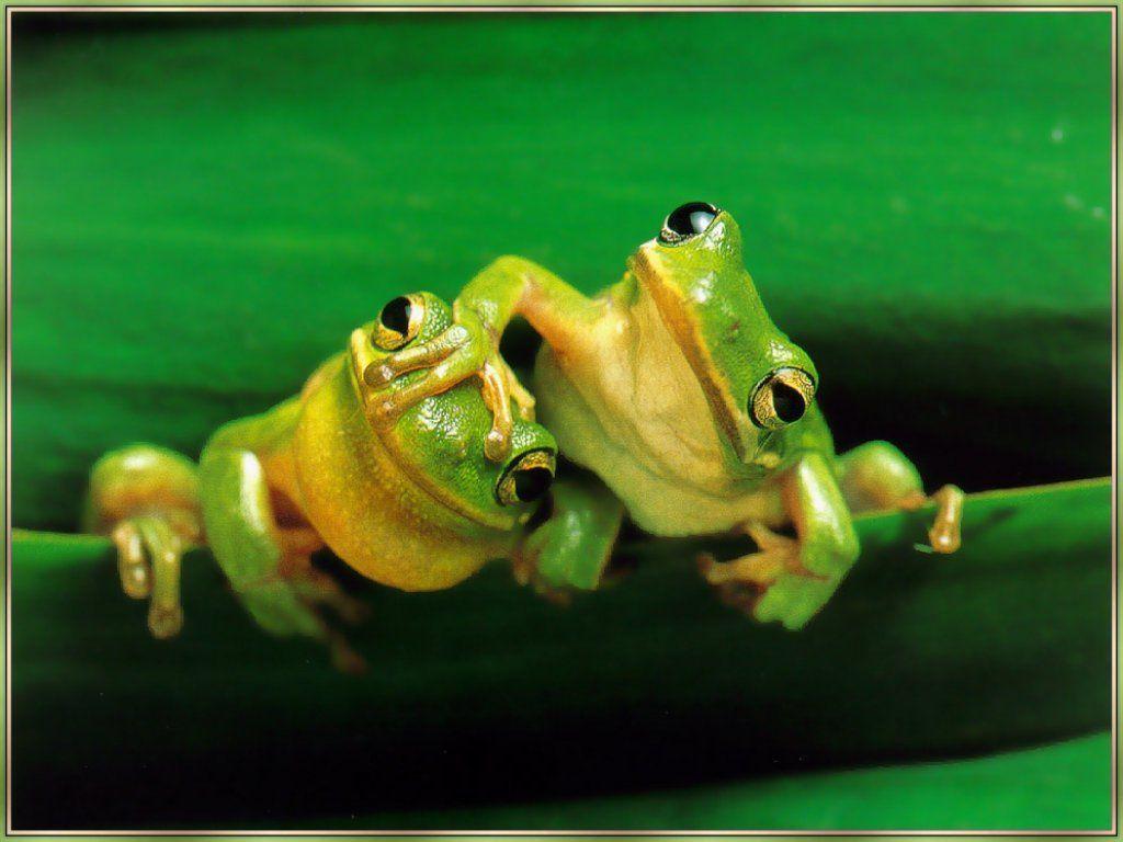 Frog Pals Frogs and wildlife computer wallpaper