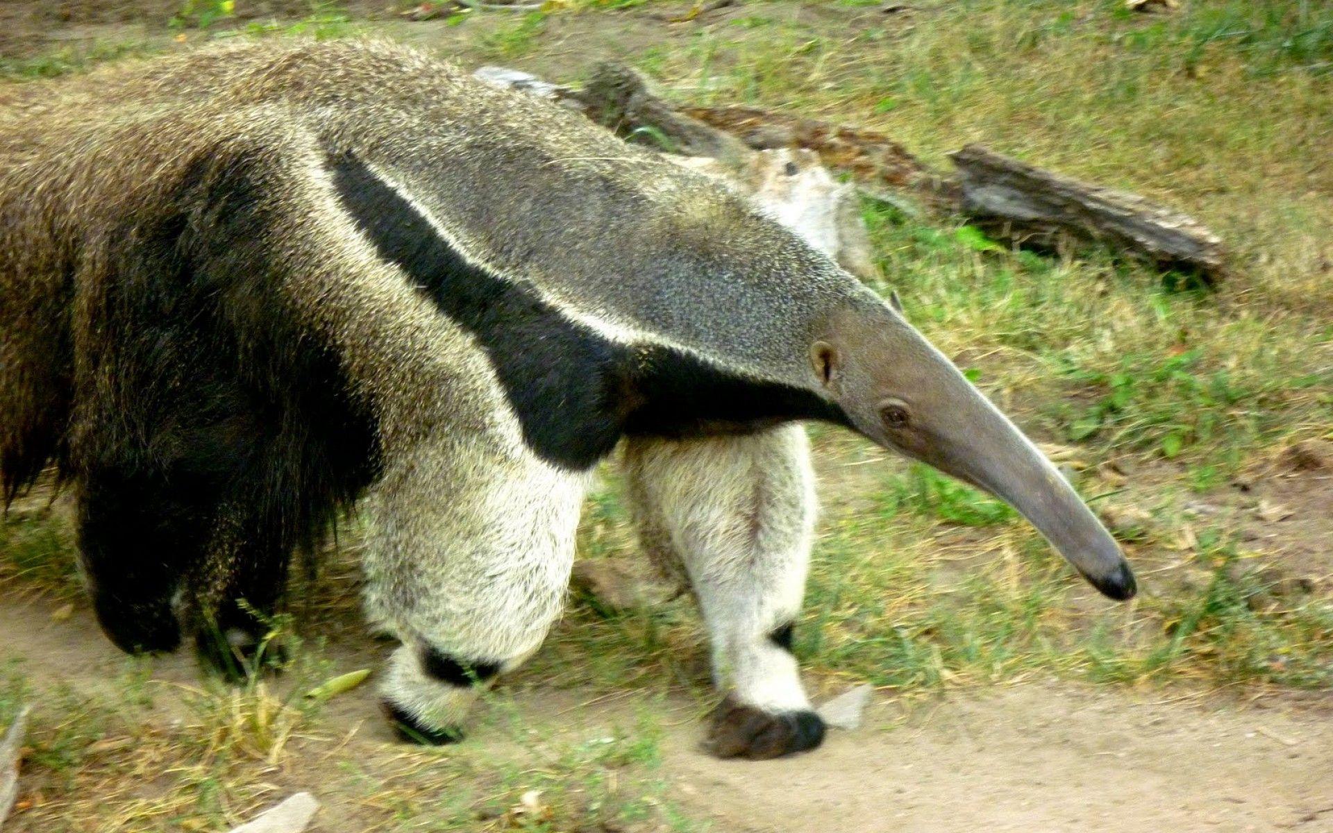 Anteater Wallpapers - Wallpaper Cave