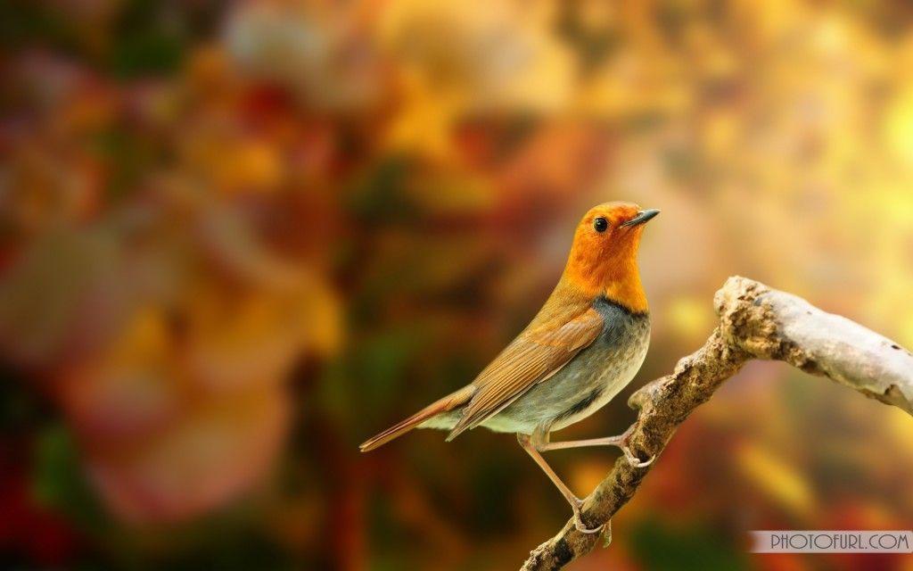 Free Desktop Wallpaper HD Background Point 2014