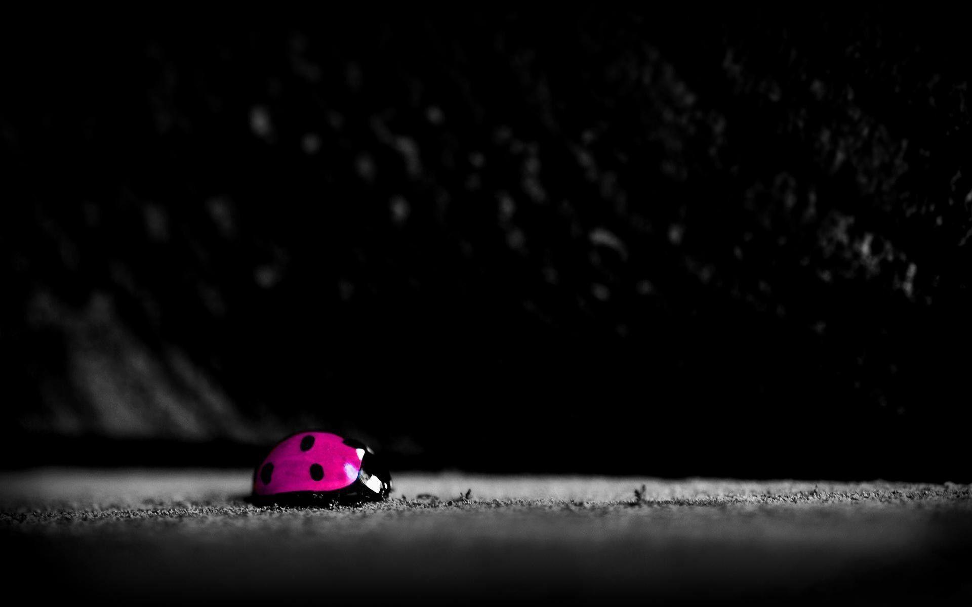 Dark Sky Pink Ladybug In Land Popular HD Wallpaper, HQ