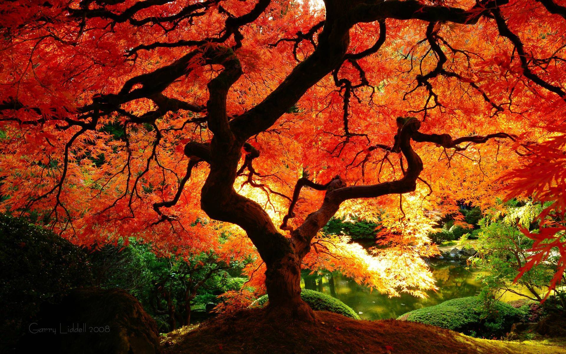 Wallpaper For > Autumn Trees Wallpaper Widescreen