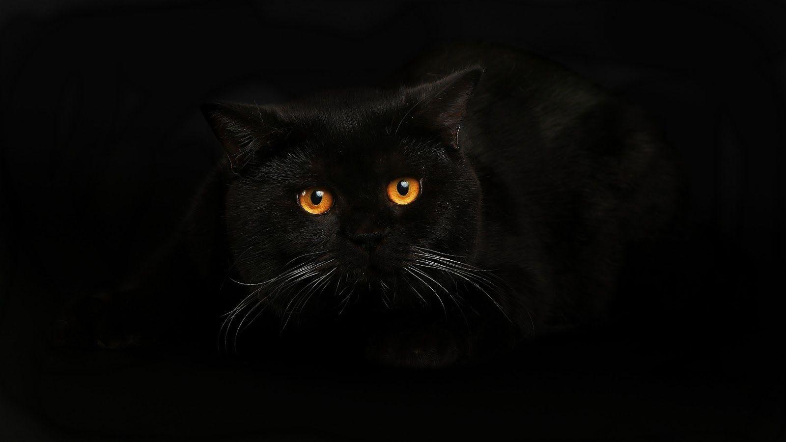 Wallpapers Black Cat - Wallpaper Cave