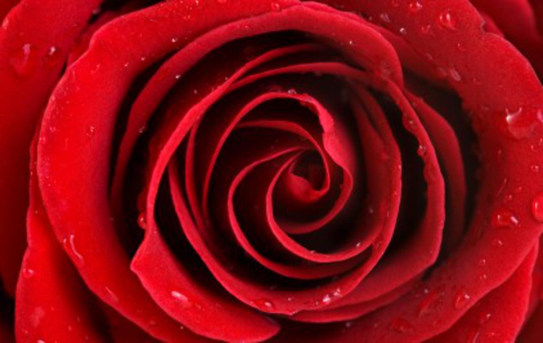 red rose background free background