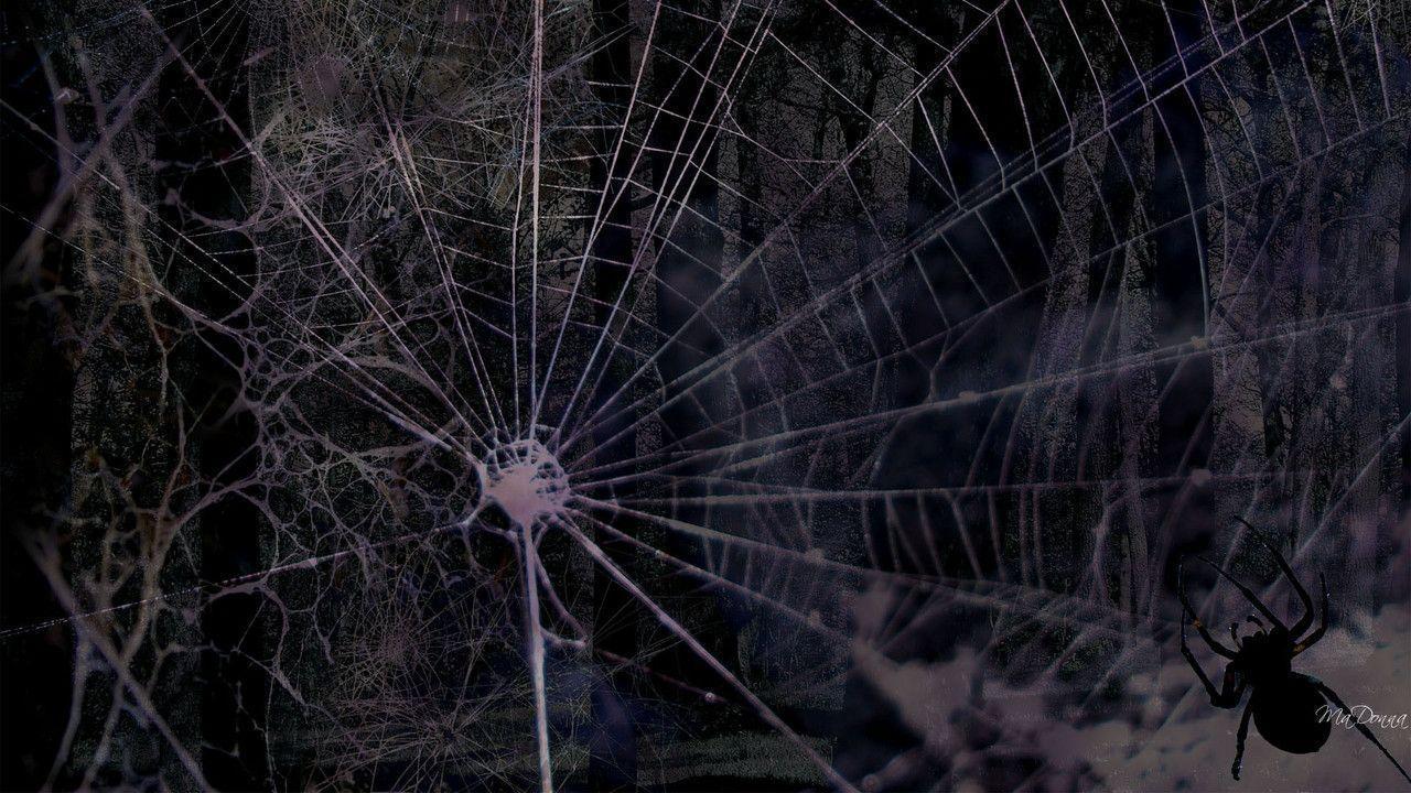 Dark Spider Web (1958). Animal, Nature Wallpaper Osteotx.com