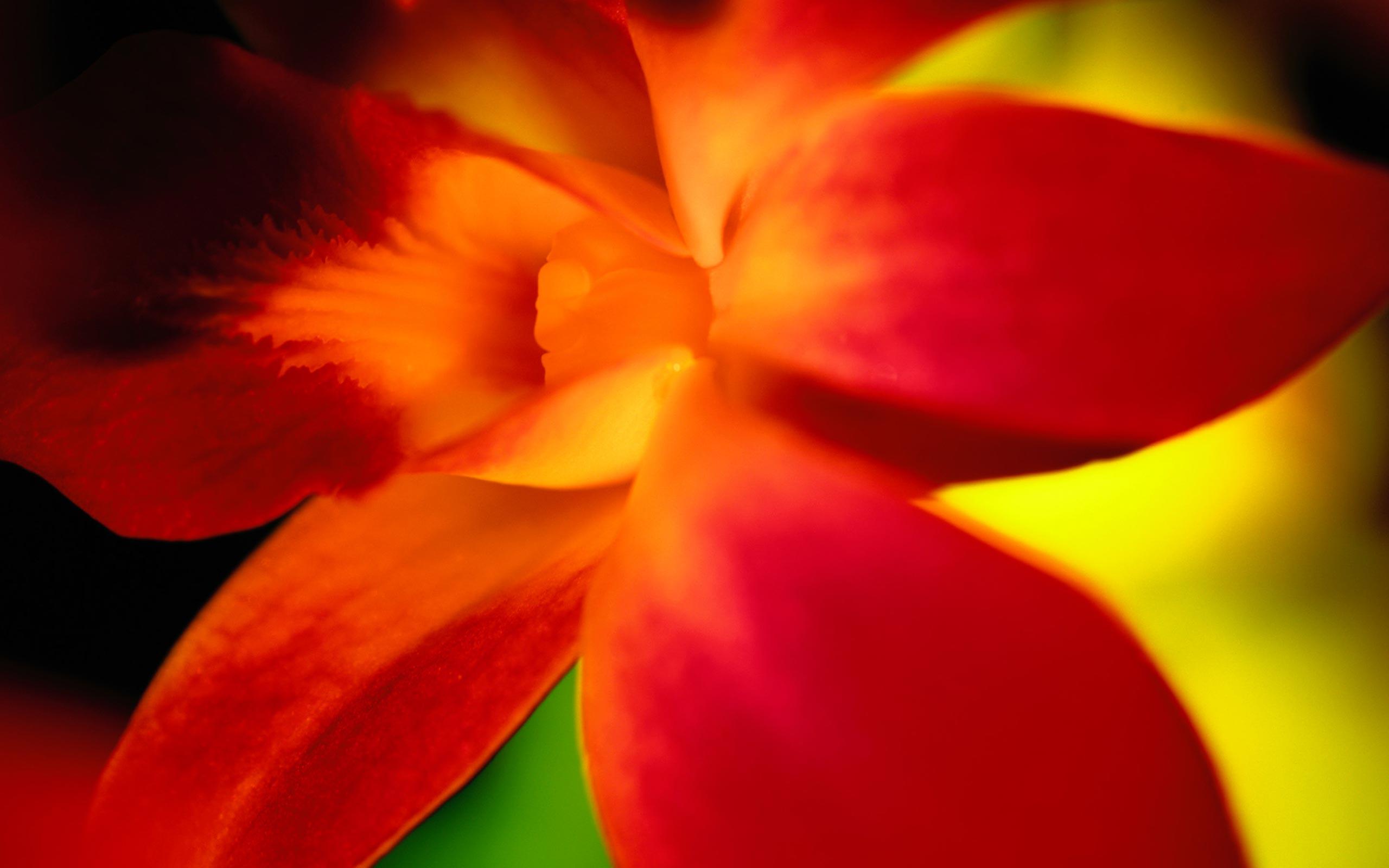 Desktop background // Animal Life // Flowers // Red flower petals
