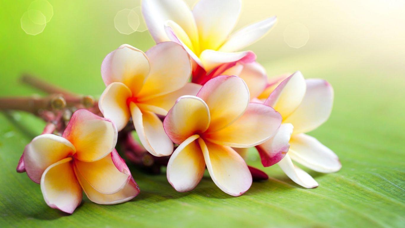Pin Plumeria Screen Background T