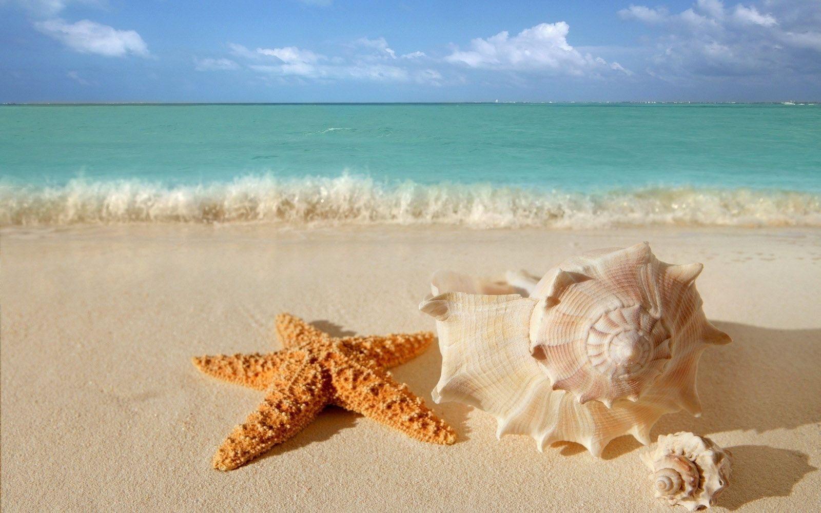 starfish seashells beach sand wallpaper 6