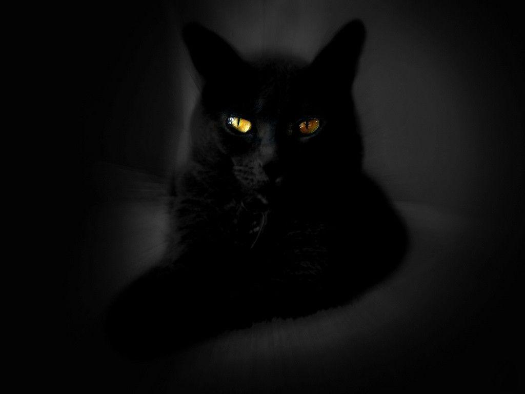  Wallpapers  Black  Cat Wallpaper  Cave