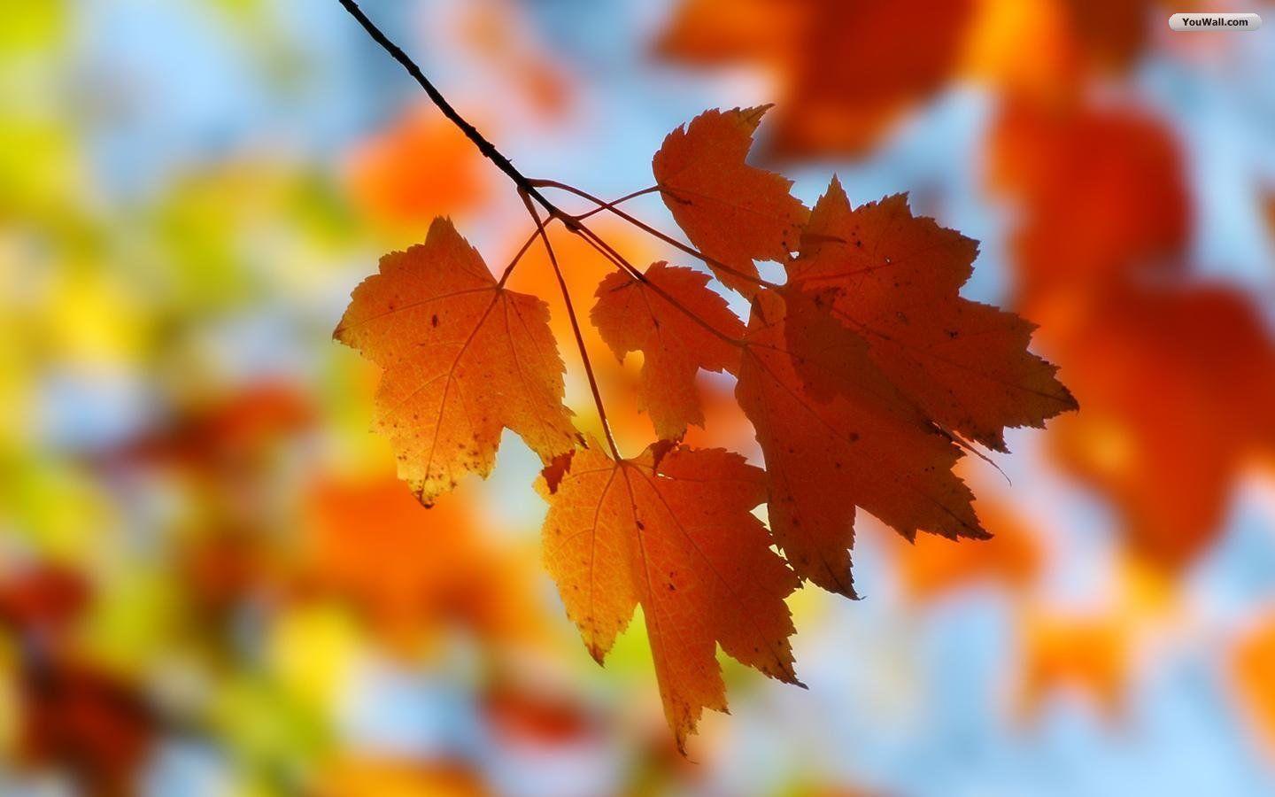 Crispy & Chromatic Autumn Fall HD BackgroundCreatiWittyBlog