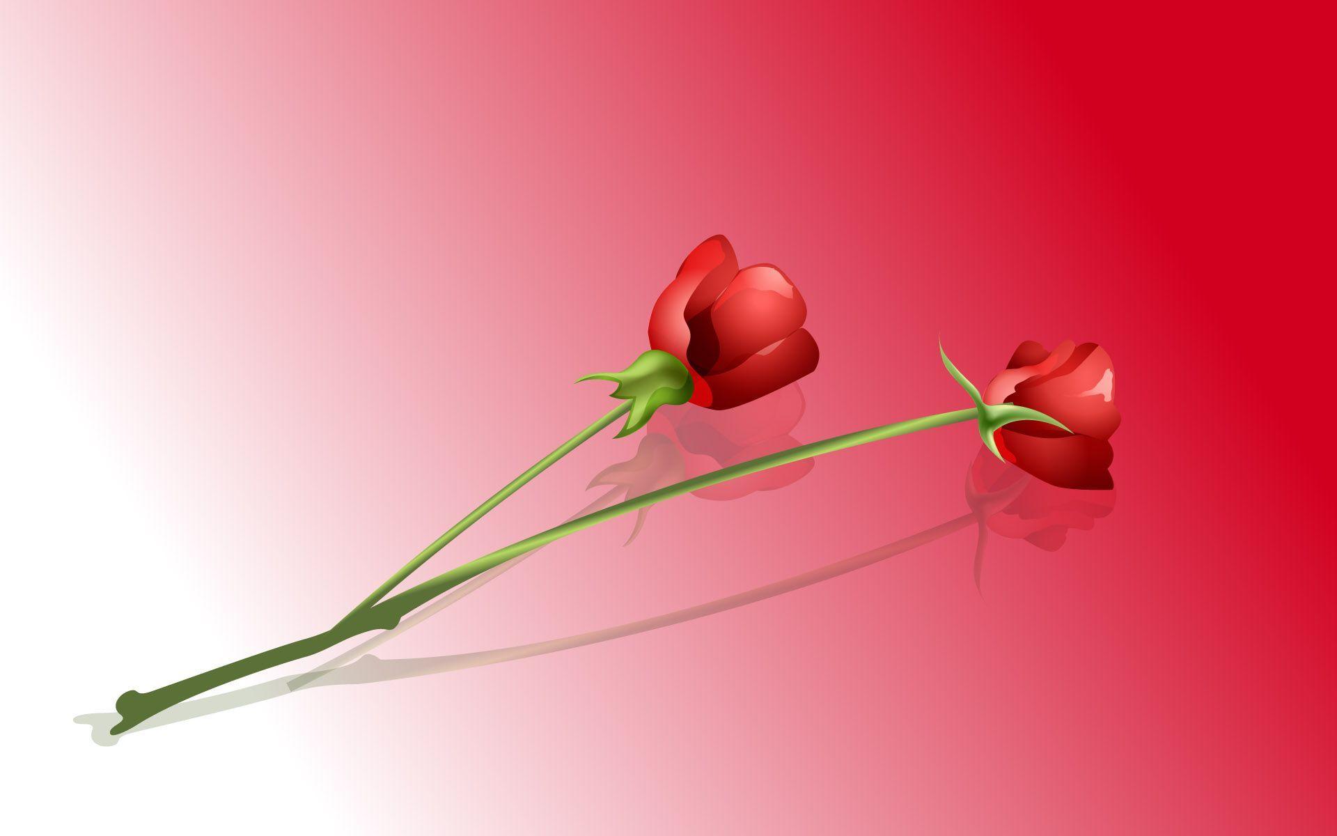 Beautiful Roses Wallpaper Full HD