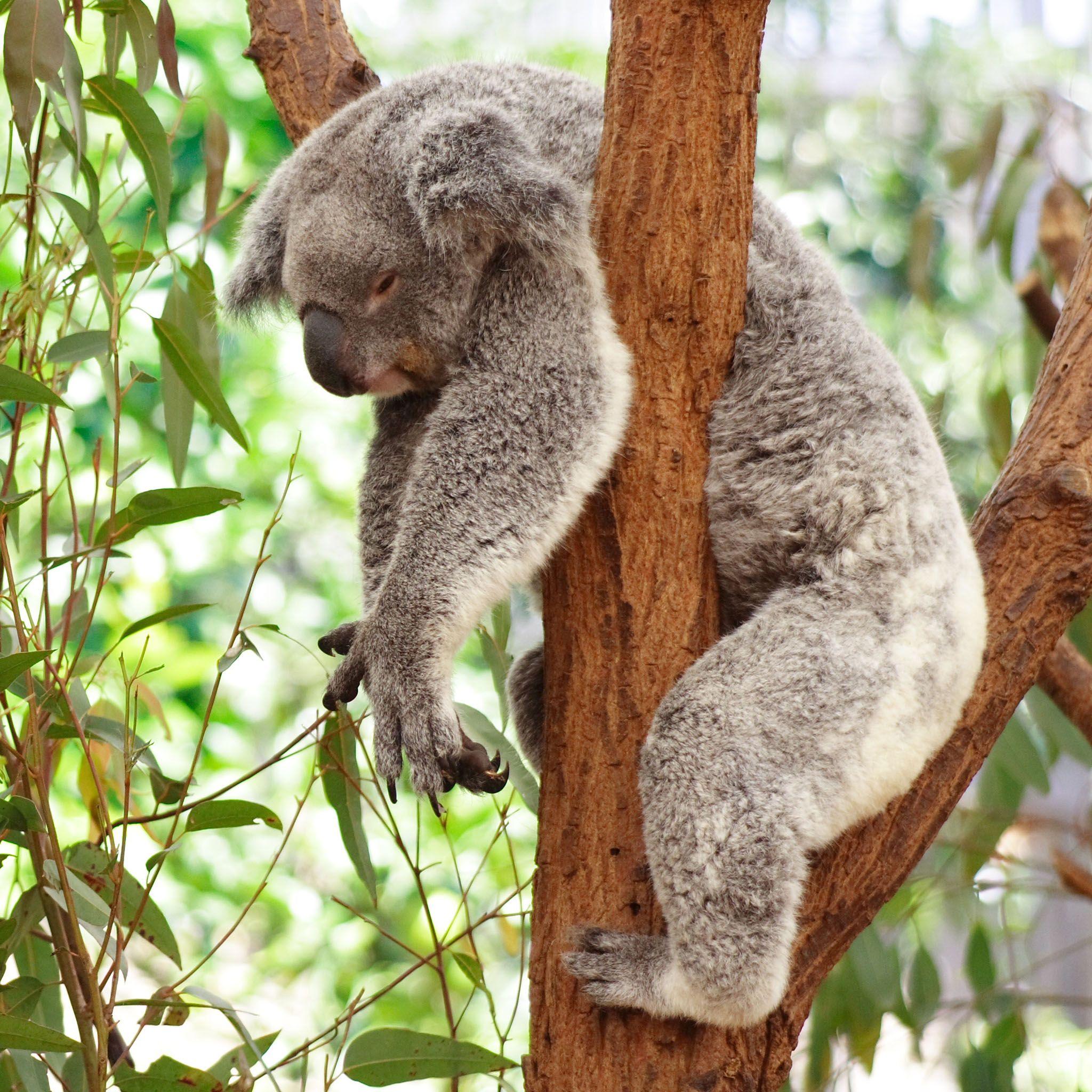 Koala Bears Fighting