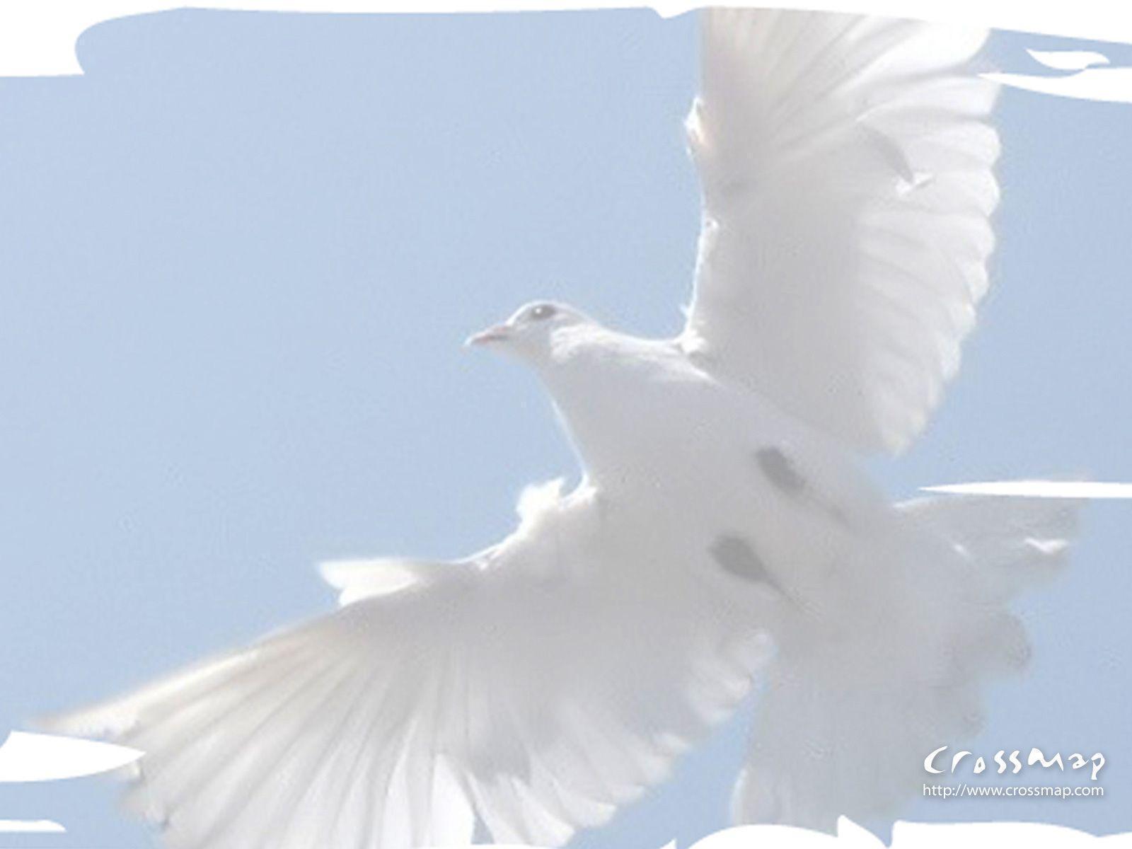 Animals For > Holy Spirit Dove Wallpaper
