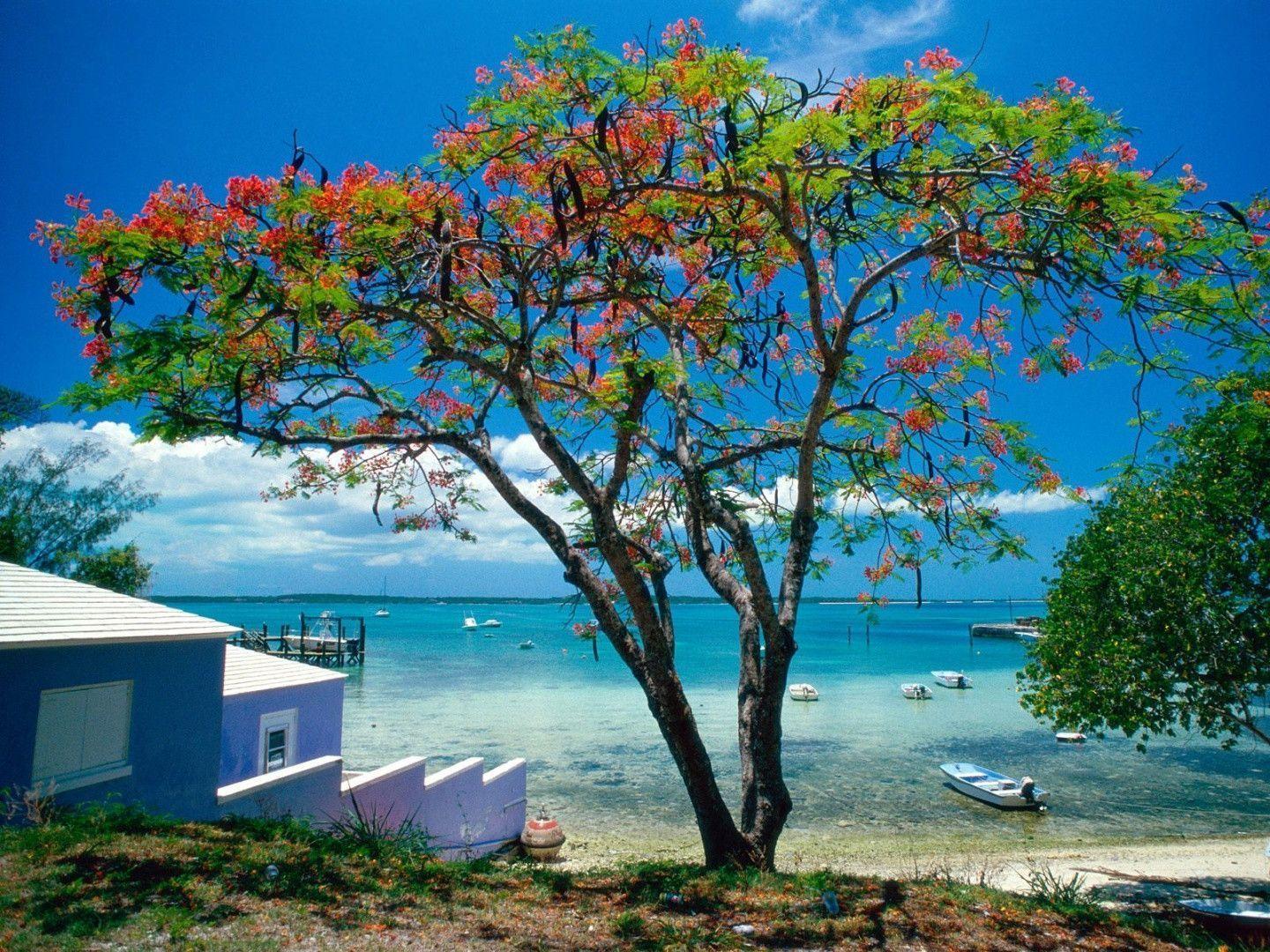Tropical Desktop Wallpaper: Tropical Escape Bahamas Desktop