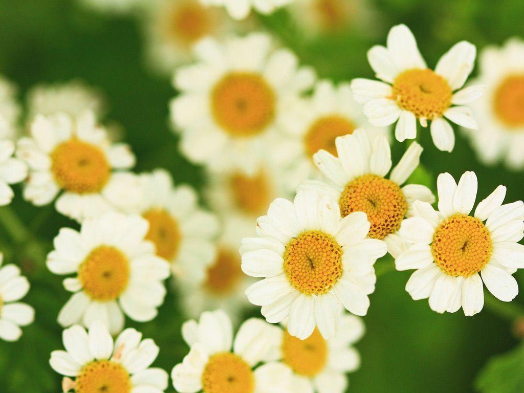 Pretty Little Daisies Flower Desktop Wallpaper