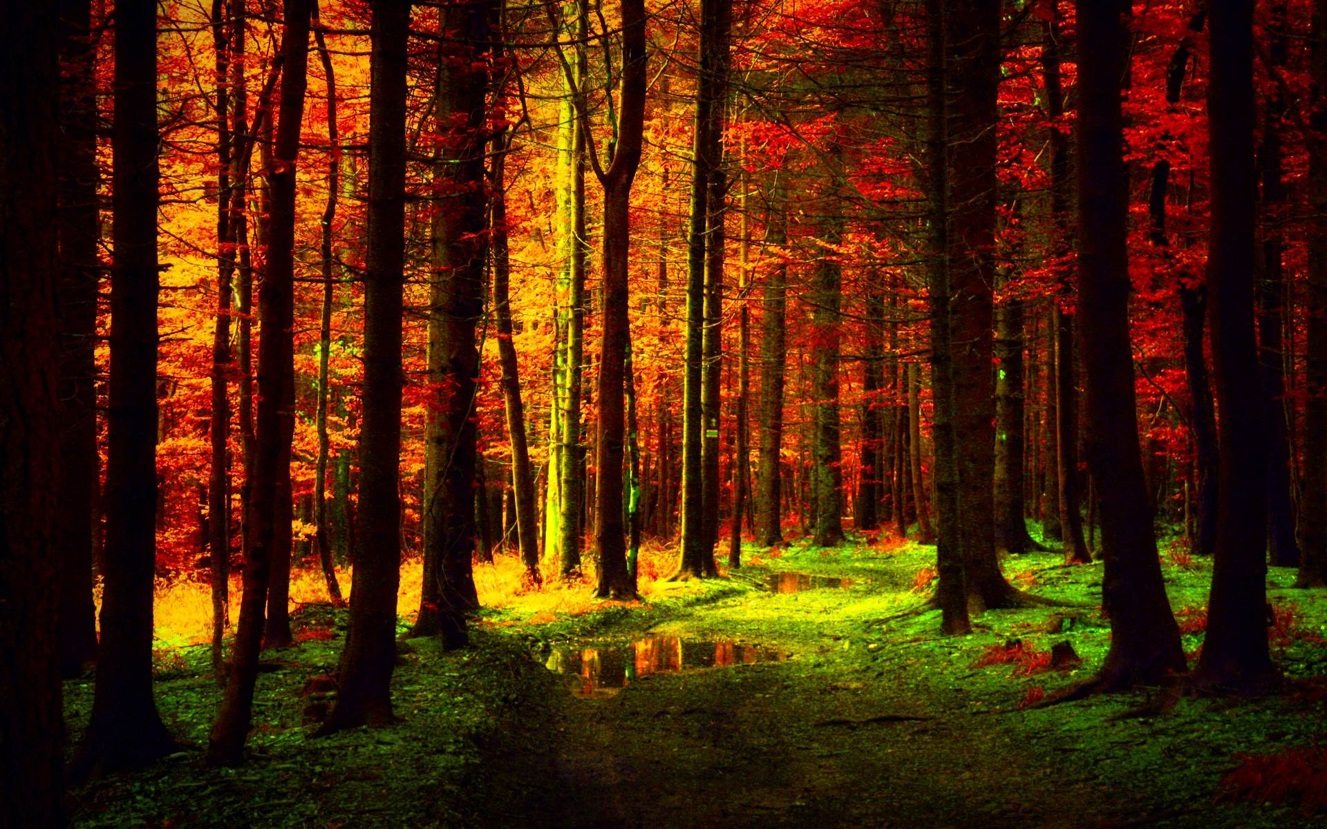 forest wallpaper