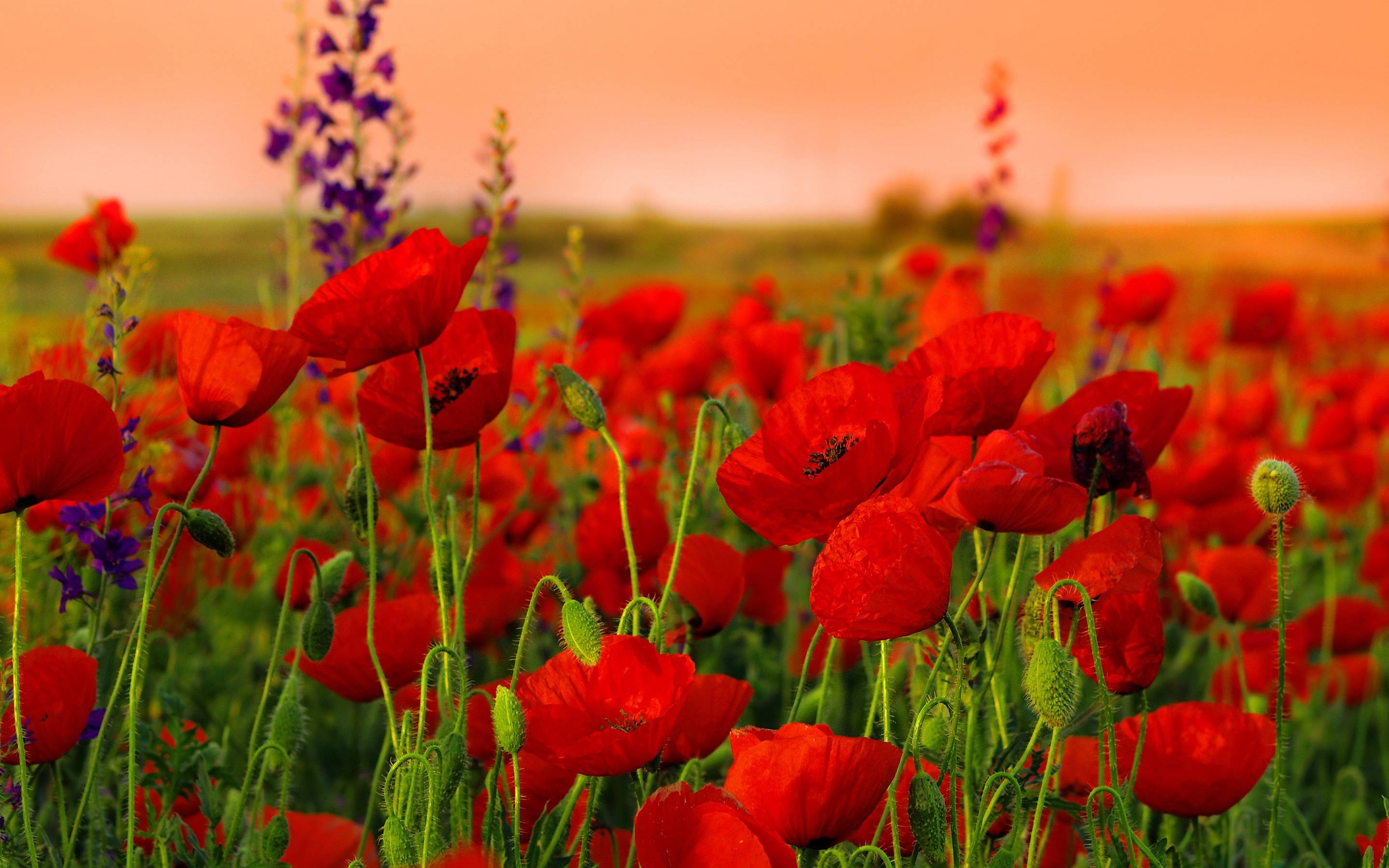 Poppies Flowers wallpaper