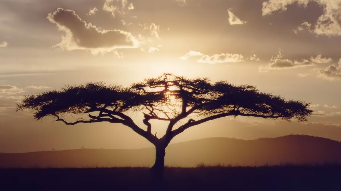 Desktop Wallpaper · Gallery · HD Notebook · Acacia 1366x768