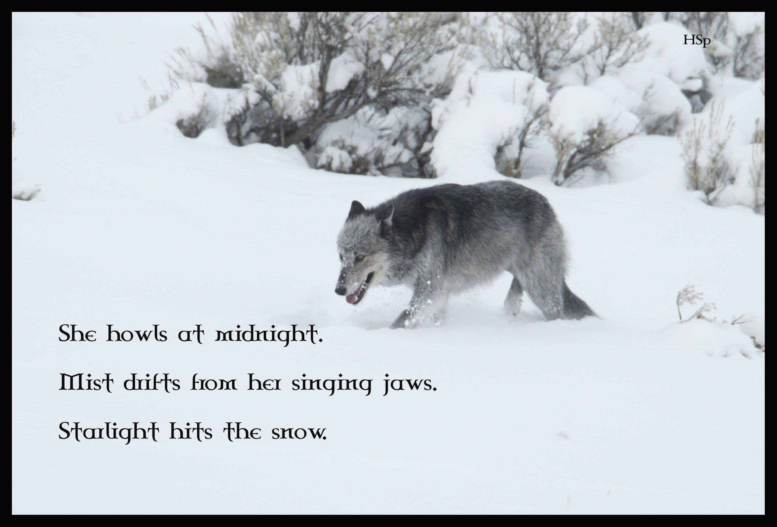 Wolf Quotes Wallpapers Wallpaper Cave.