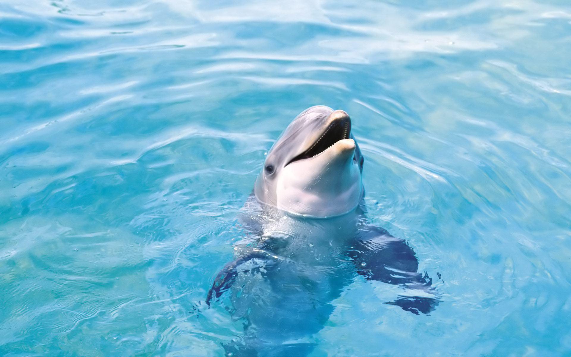 desktop wallpaper animals bottlenose dolphin - HD