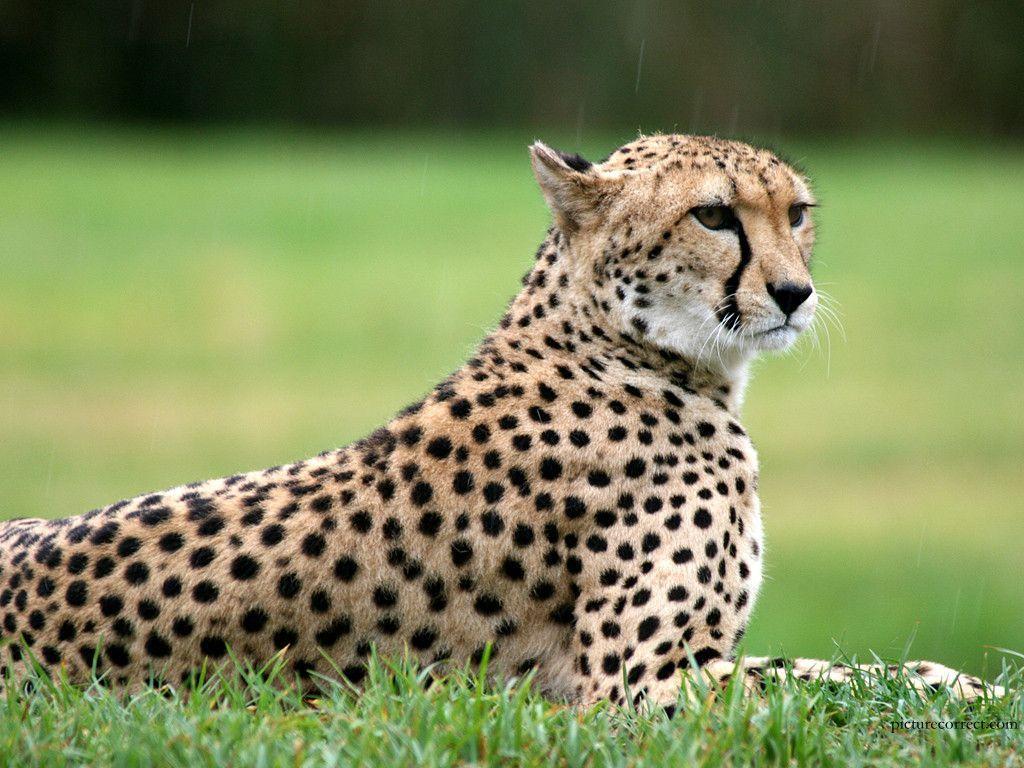 Free Download Cheetah Image