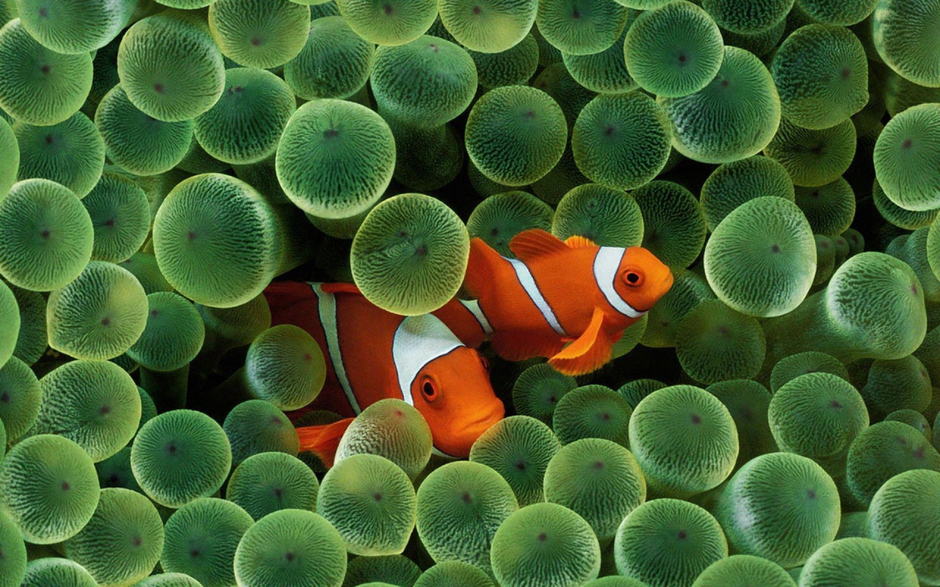 clown fish in green anemone polyps wallpaper