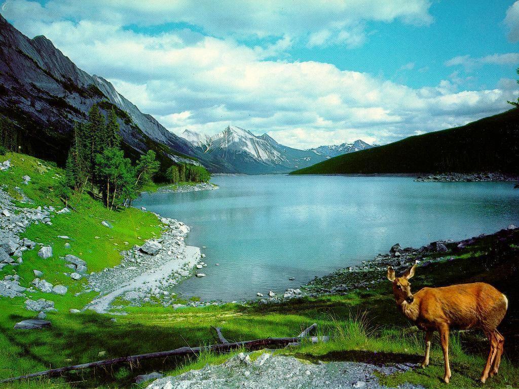 Nature Desktop Photo