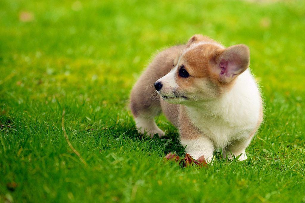 Cute Corgi Puppies Wallpaper Image & Picture