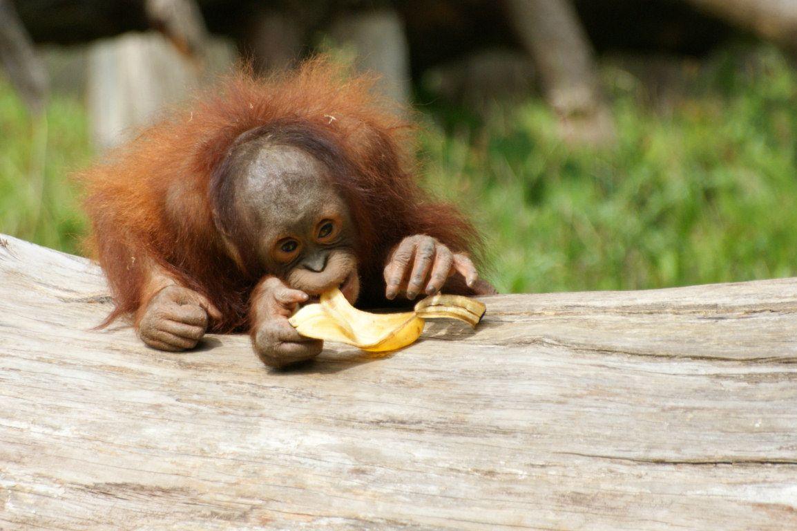 Orangutan Photo / Wallpaper / Desktop Background
