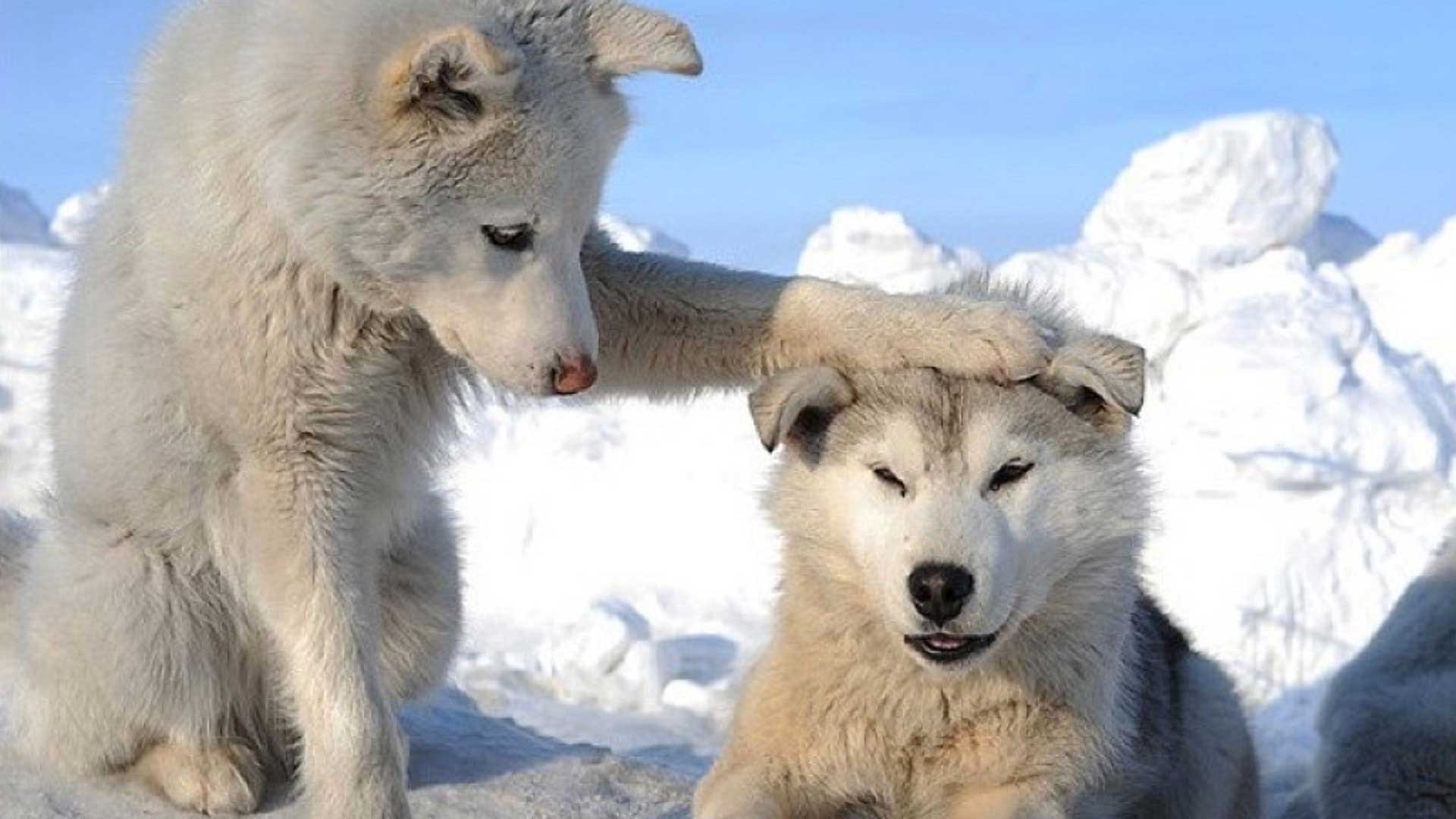 Husky Puppies In Snow Wallpaper
