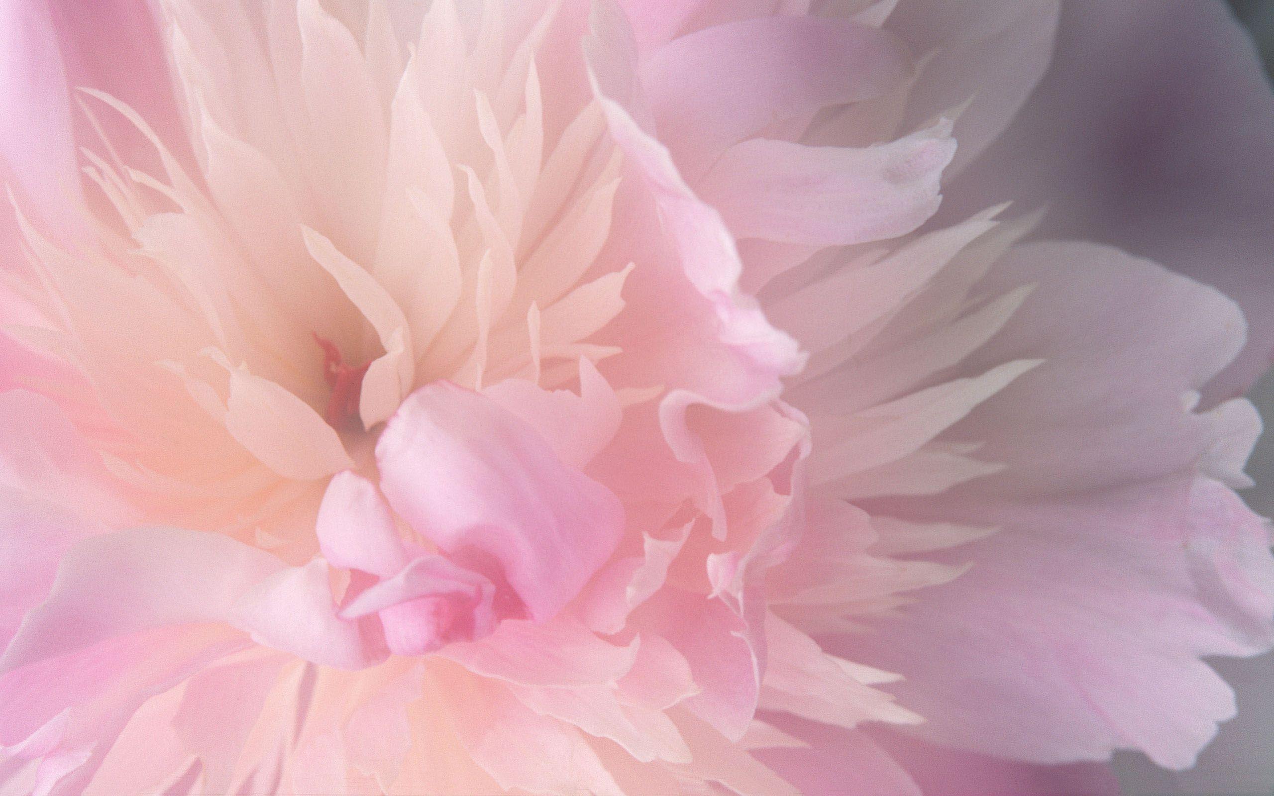 Download Abstract Mac Desktop Flower Picture Wallpaper. Full HD
