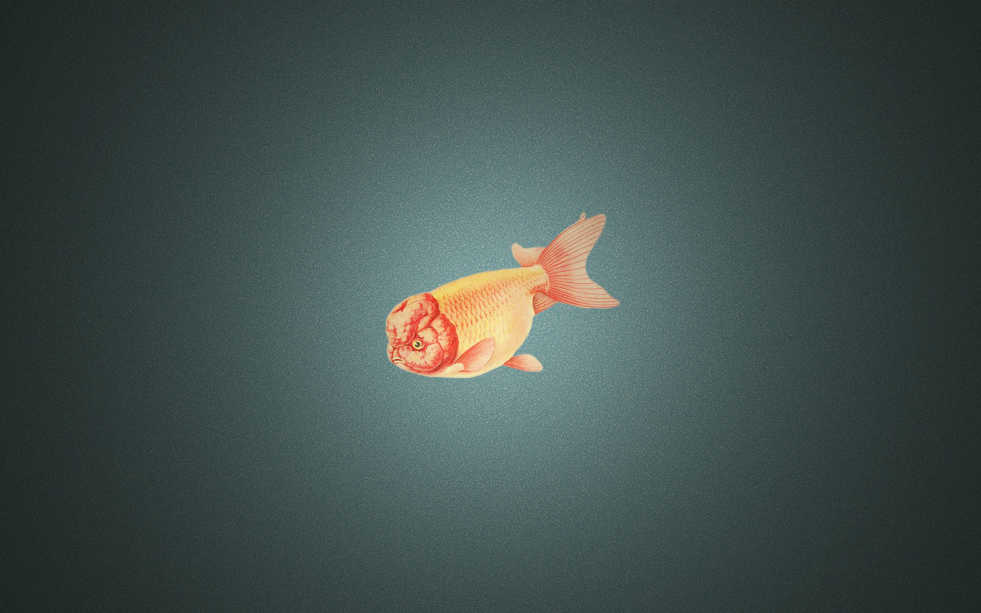 Gold Fish Wallpaper HD wallpaper search