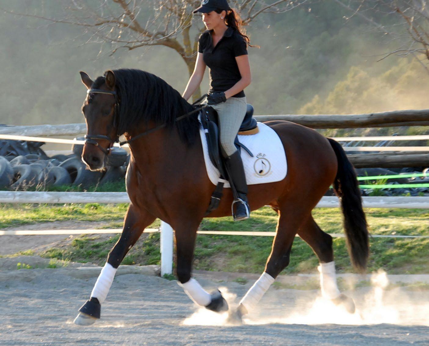 Spanish Horses. Exclusive, Sport, Dressage, Breeding