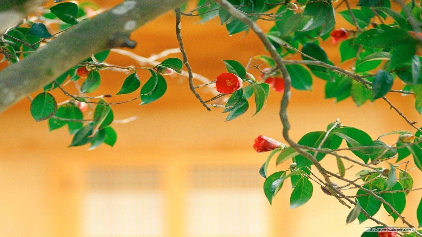 Free Wallpaper Flower wallpaper Flower wallpaper