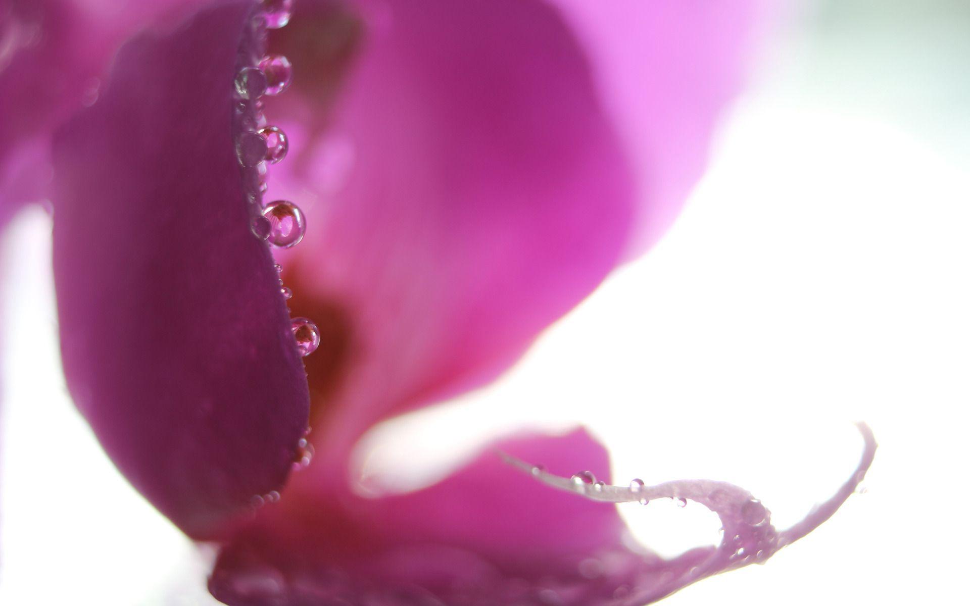 Pix For > Purple Orchid Wallpaper