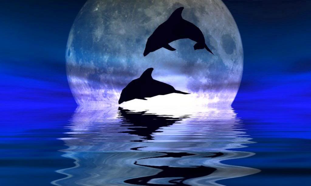Dolphin Tonight Picture Desktop Wallpaper. Dolphins, Dolphins