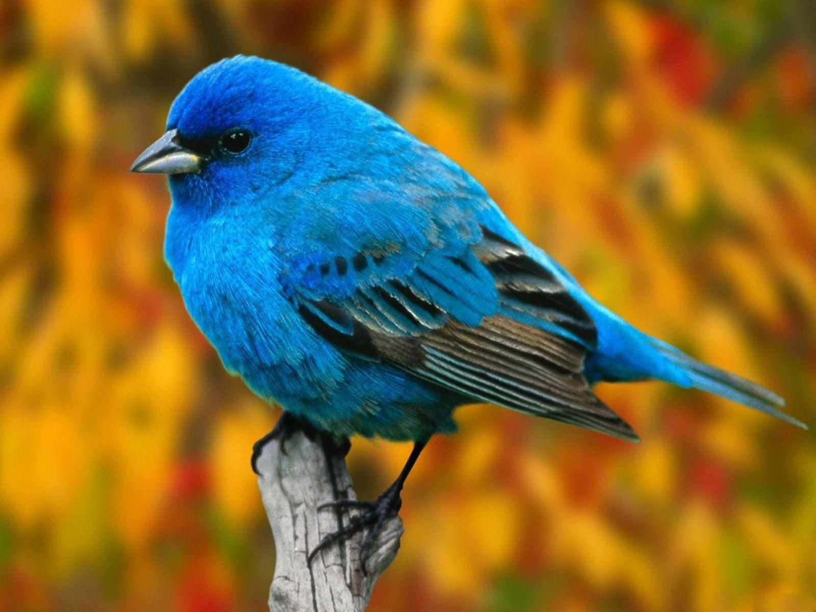 Desktop Wallpaper · Gallery · Animals · Blue Bird. Free