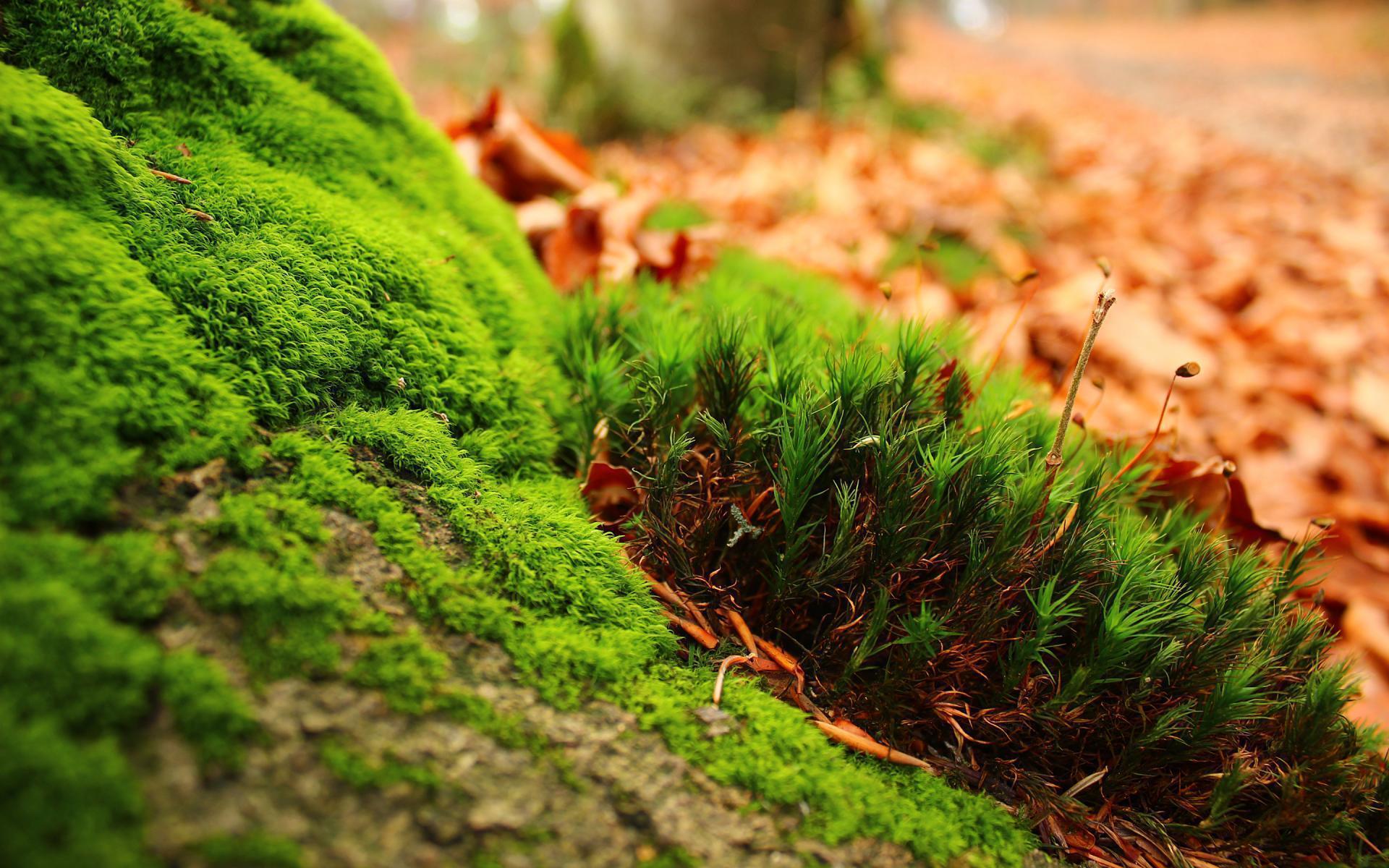 Greenish Landscape HD wallpaper background 1920x1200 HD wallpaper