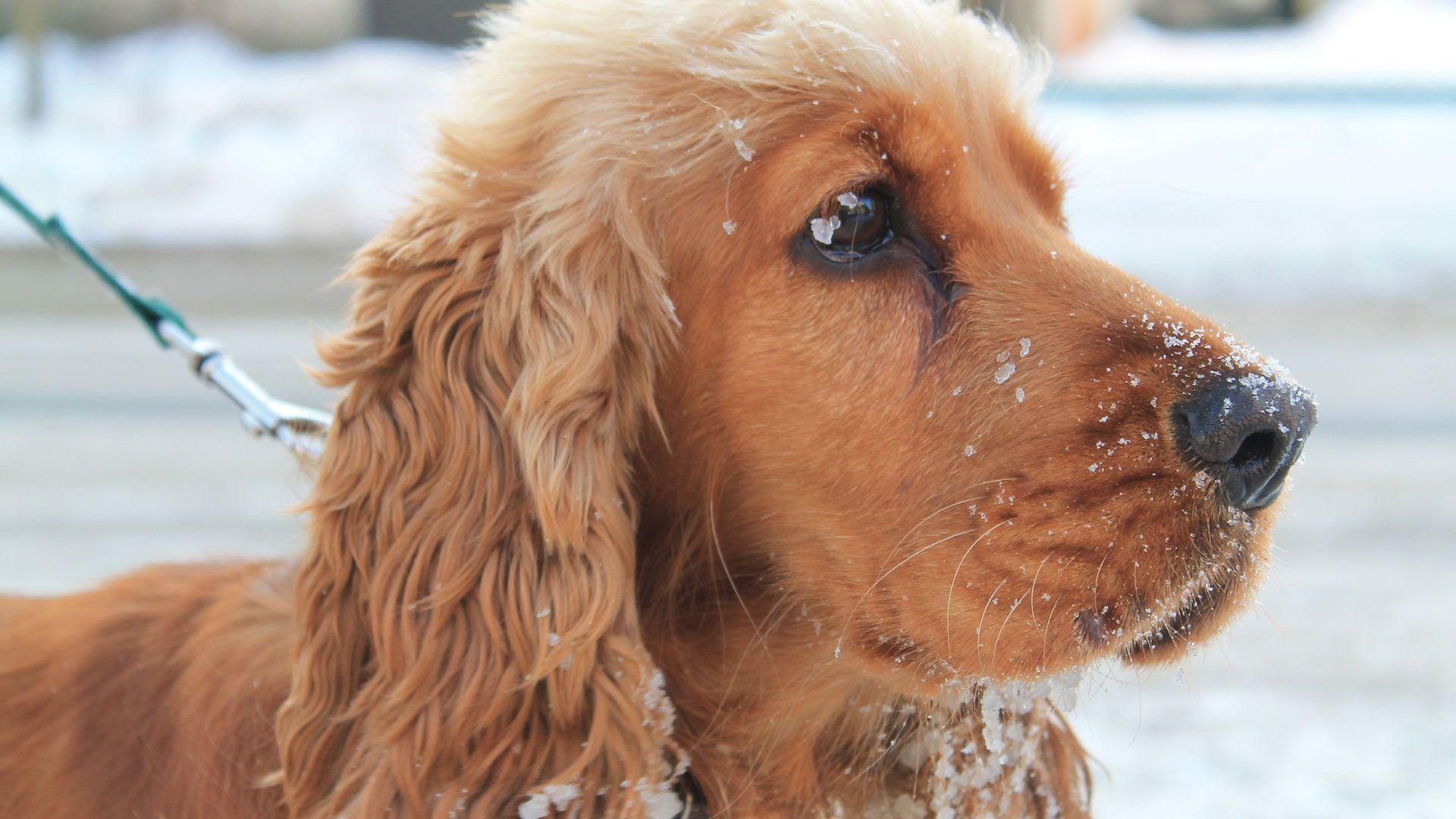 English Cocker Spaniel in snow wallpapers and image