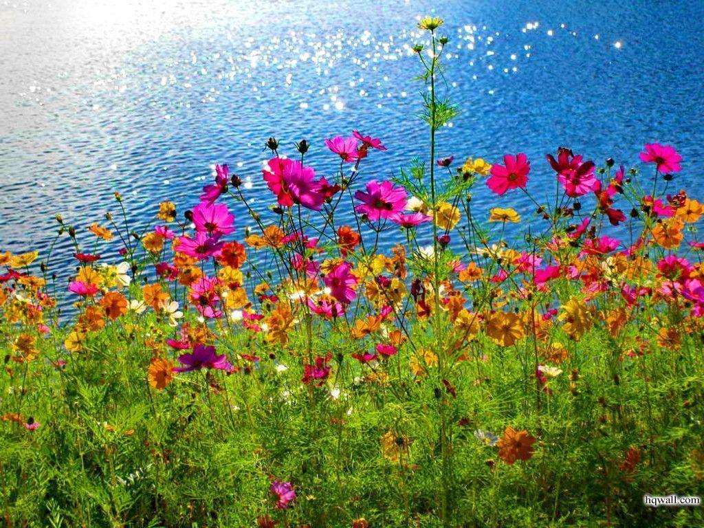 Free Beautiful Flower Desktop Wallpaper, Flower Desktop Wallpaper