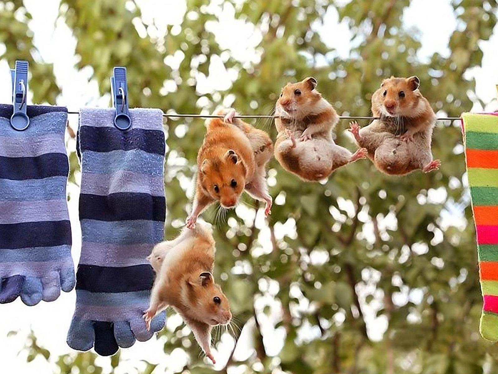 Funny hamsters pictures for desktop.