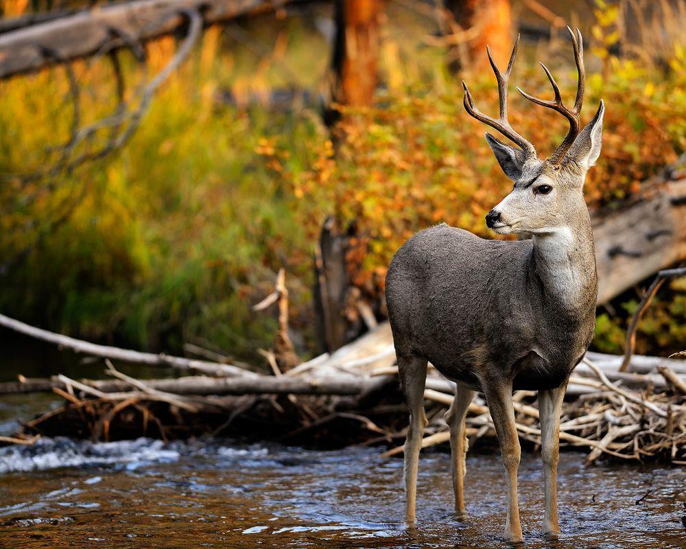 Mule Deer Buck In A Stream. Fine Art Nature Photography